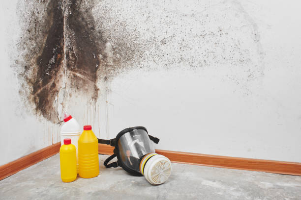 Best Certified Mold Removal  in Melcher Dallas, IA