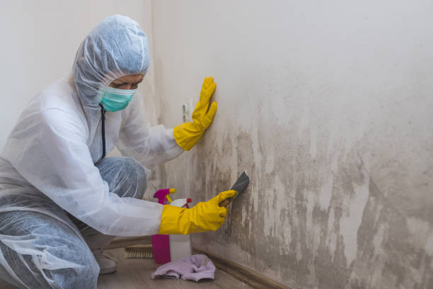 Best Mold Remediation Experts  in Melcher Dallas, IA