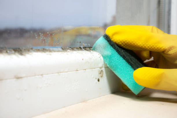 Best Toxic Mold Removal  in Melcher Dallas, IA