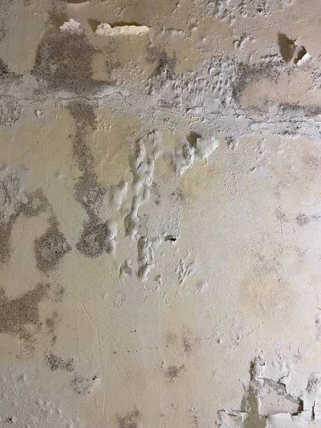 Certified Mold Removal in Melcher Dallas, IA