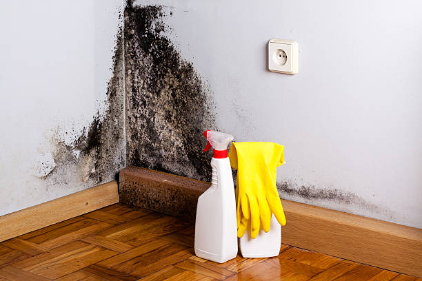 Best Office Mold Removal Services  in Melcher Dallas, IA