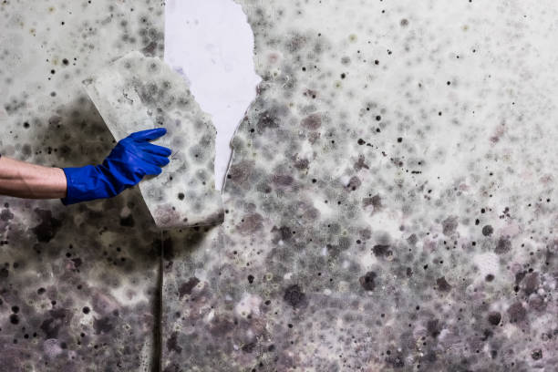Best Best Mold Removal Companies  in Melcher Dallas, IA
