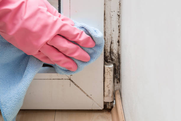 Best Mold Removal Company Near Me  in Melcher Dallas, IA
